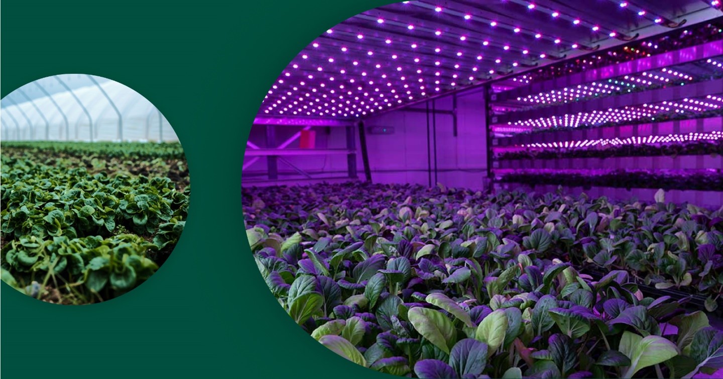 Glasshouse vs vertical farming, what's the difference?